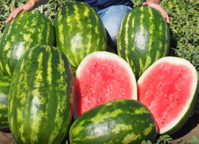 Визирь F1 семена арбуза ( Yuksel Tohum / )
