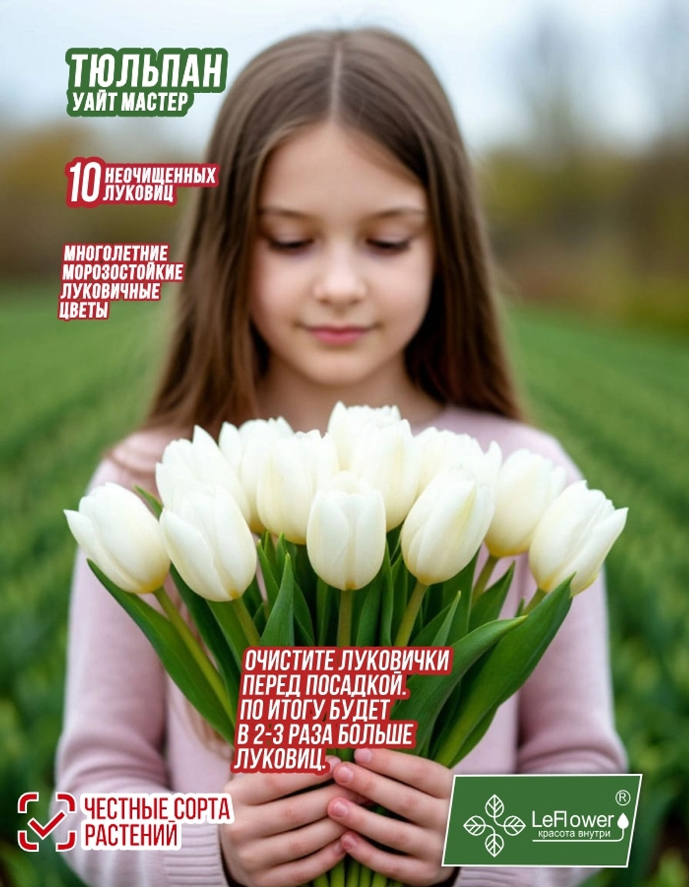 тюльпан вайтмастер10луковиц