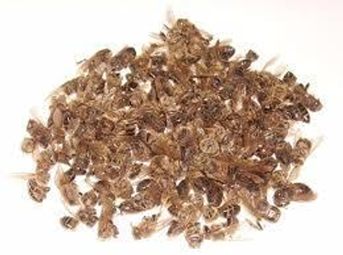 Подмор пчелиный кг