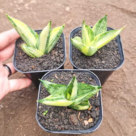 Сансевиерия MANJA VAR