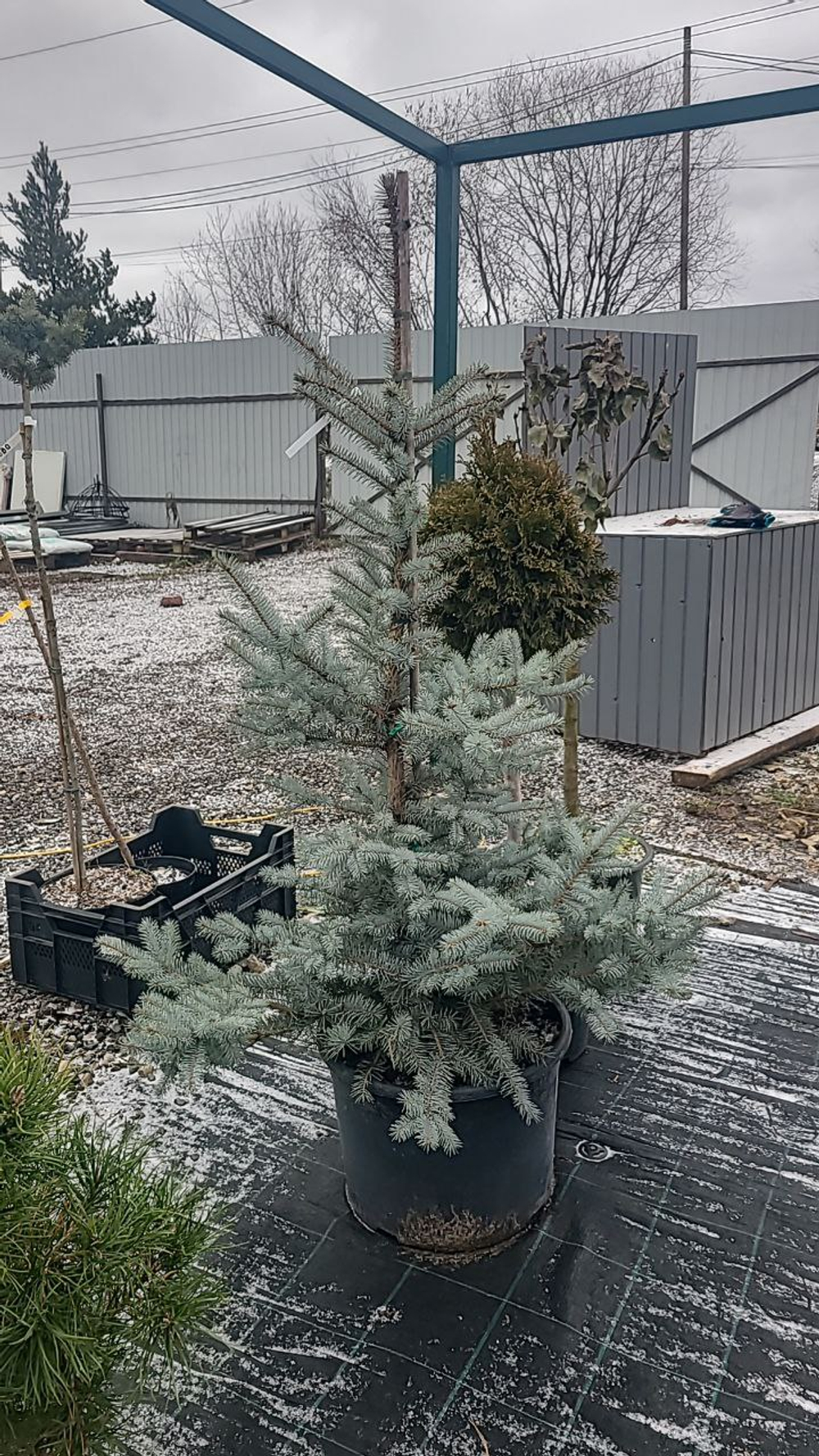 Ель Эдит С30л (130-140см) Закупка М35 наличие 2026