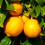 Лимон эфирное масло (Индия)