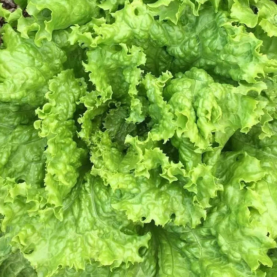 Гранд Рапидc семена салата листового (Nunhems / ALEXAGRO) культура – фото 3