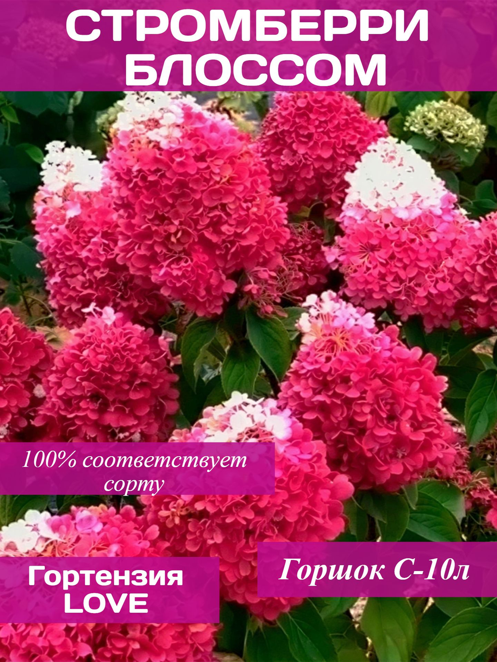 Гортензия метельчатая "Строберри Блоссом"