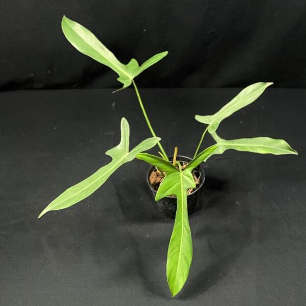 Филодендрон LONGILOBATUM LELANO MIYANO