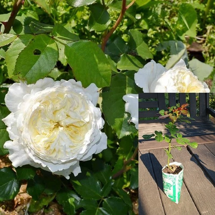 Роза Пейшенс