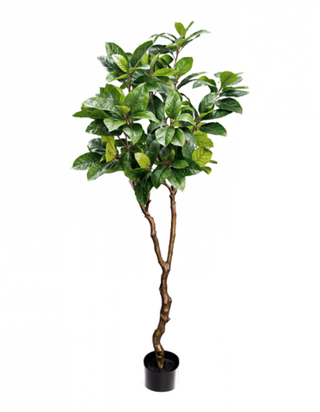 Фикус в кашпо 180см - Зеленый