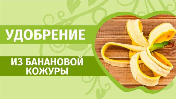 Эко-удобрения своими руками: из крапивы, банановой кожуры и дрожжей
