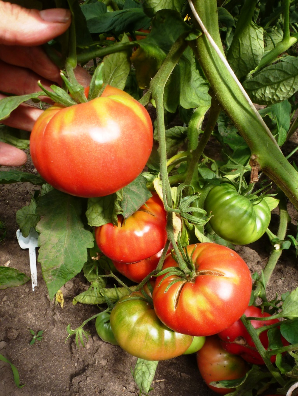 Помидоры – Хулоури из Аджарии