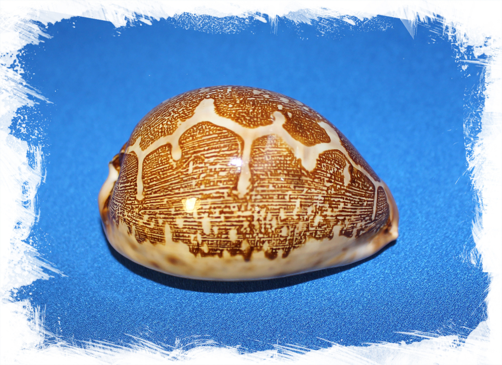 Ципрея Маппа, 7-9см, 1шт, коллекционная