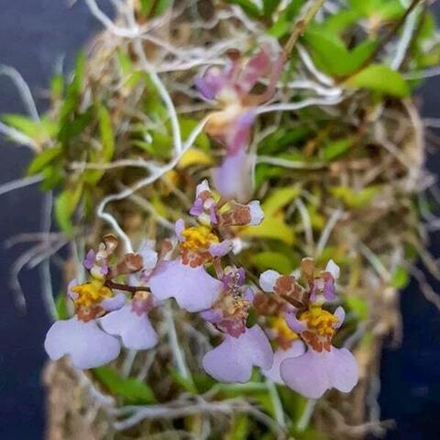 Орхидея TOLUMNIA HAWKESIANA