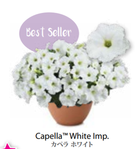 ЕВРО Petunia Capella White Imp укорененный черенок март 26