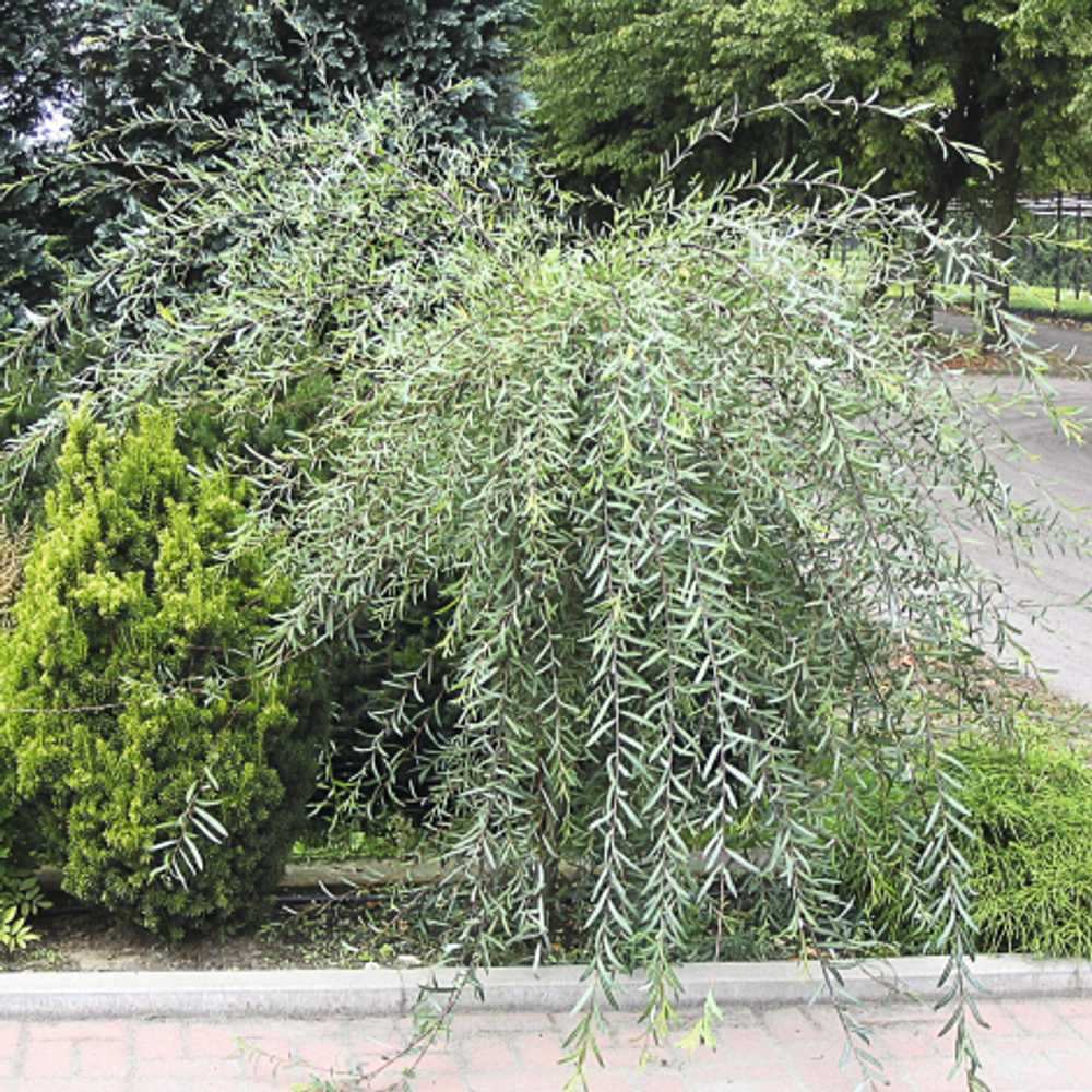 Ива пурпурная Пендула С10 120-140 Ра 100-120