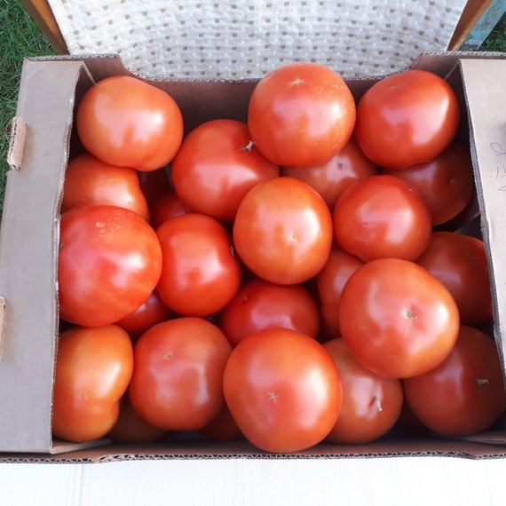 Рестлер F1 семена томата индетерминантного (Seminis / Семинис) – фото 5