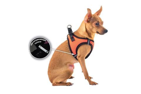 Дарэлл "Адам-Нео" Шлейка быстросъёмная для собак обхват шеи 15-18см,обхват груди 20-24см