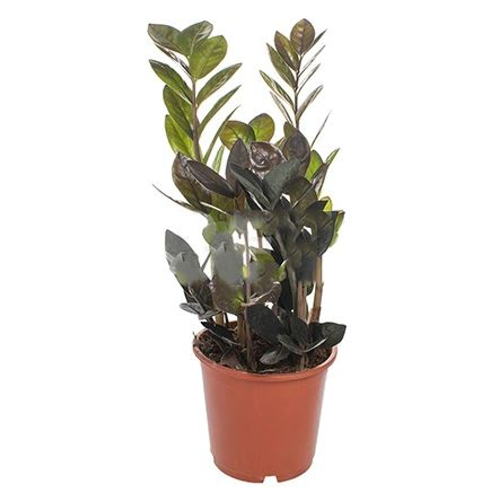 Замиокулькас Равен