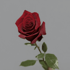 Роза Explorer, Эквадор