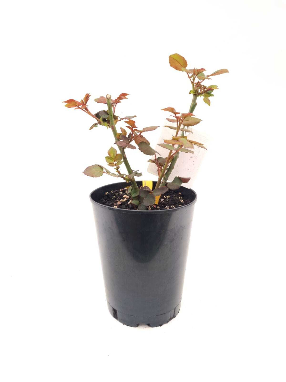 Роза чайно - гибридная