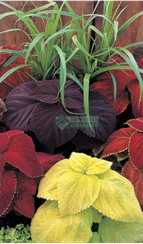 Колеус Блюме GIANT EXHIBITION MIX