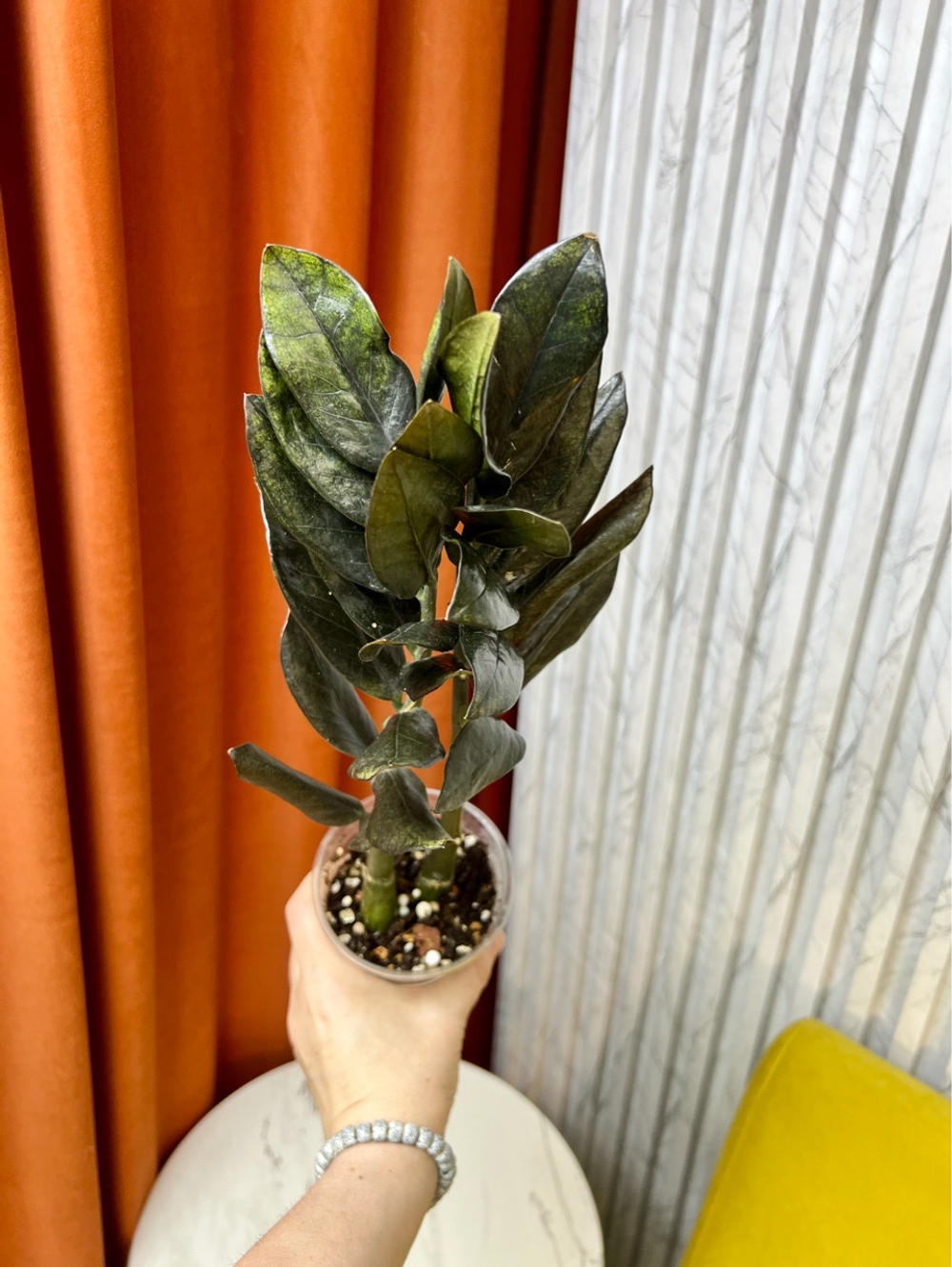 Замиокулькас Равен, D9см Н35см, 1шт, Urban Jungle (2962)