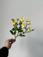 Кустовая роза в светло-желтом оттенке