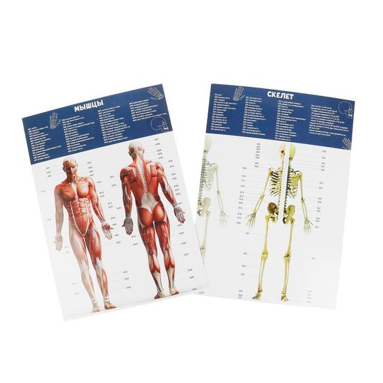 Игрушка опыты тело человека IQ Эксперимент