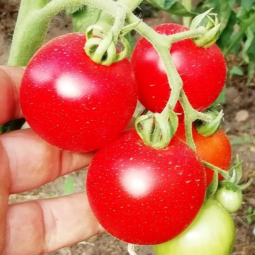 Помидоры - Suffolk Herbs - Сухие Травы