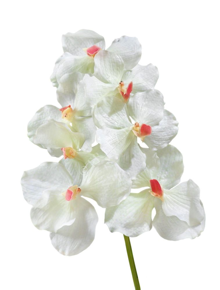 Орхидея Ванда белая с роз. сердцевинкой, в-36 см