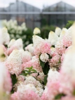 Гортензия метельчатая Стровберри Блоссом
