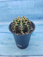 Gymnocalycium T-Rex Pink hybride (Гимнокалициум T-rex)