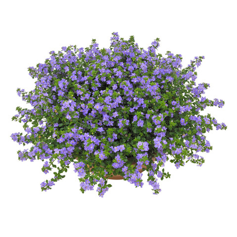 Бакопа GULLIVER DOUBLE INDIGO