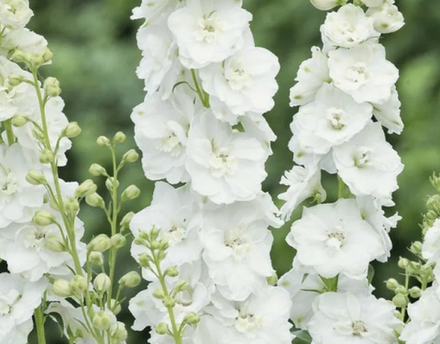 Дельфиниум Меджик Фонтейн Пьюр Вайт рассада конец апреля 26