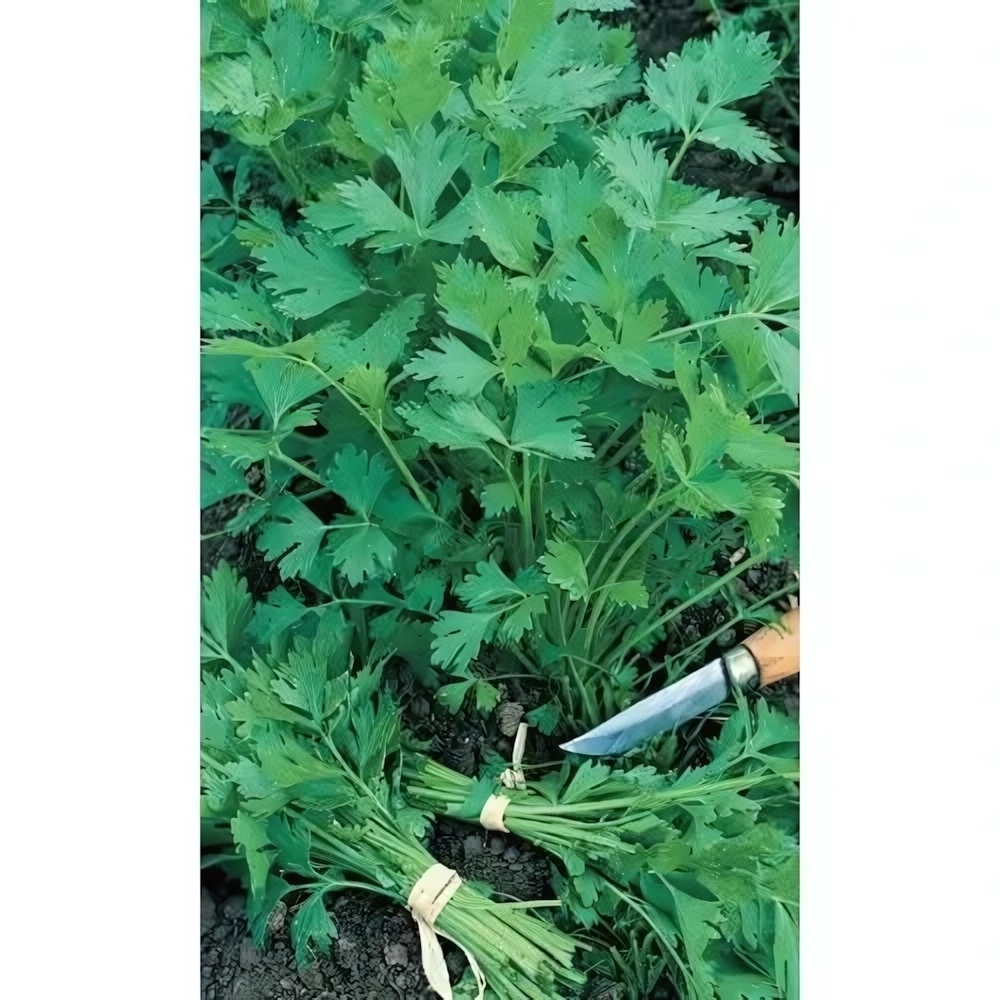 Семена Петрушка Богатырь - универсальная (УД) Е/П