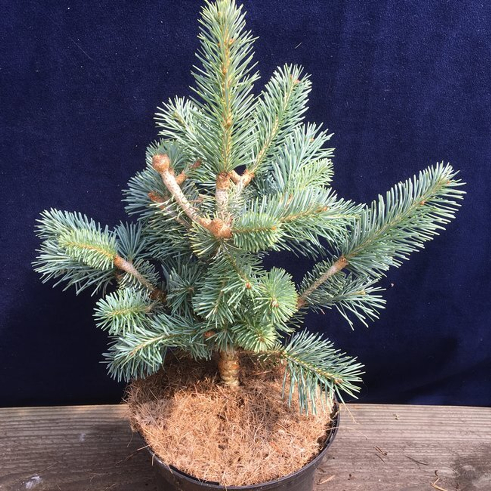 Пихта горная (ласиокарпа) Аргенте С2 20-30