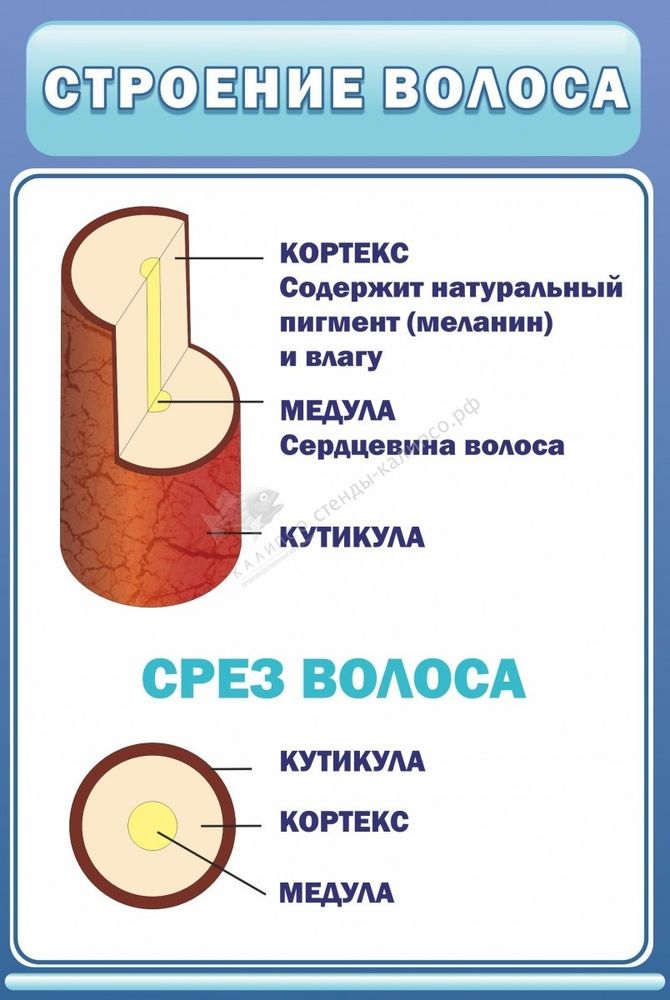 Стенд &quot;Структура волос&quot;