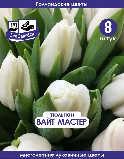 тюльпан вайтмастер 8 луковиц