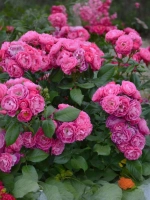 Роза флорибунда Бордюр Мажента