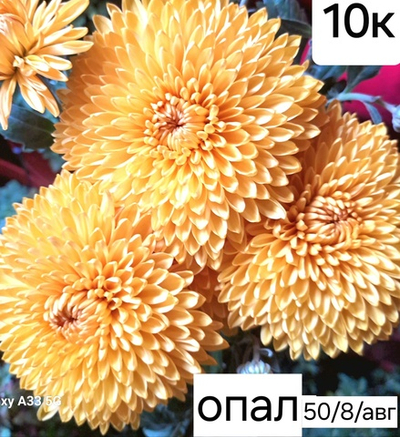 САЖЕНЦЫ ХРИЗАНТЕМЫ КОРЕЙСКАЯ № 10 ОПАЛ