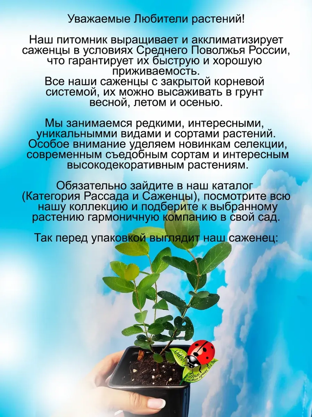 Жимолость Голубое сокровище Блю Треже