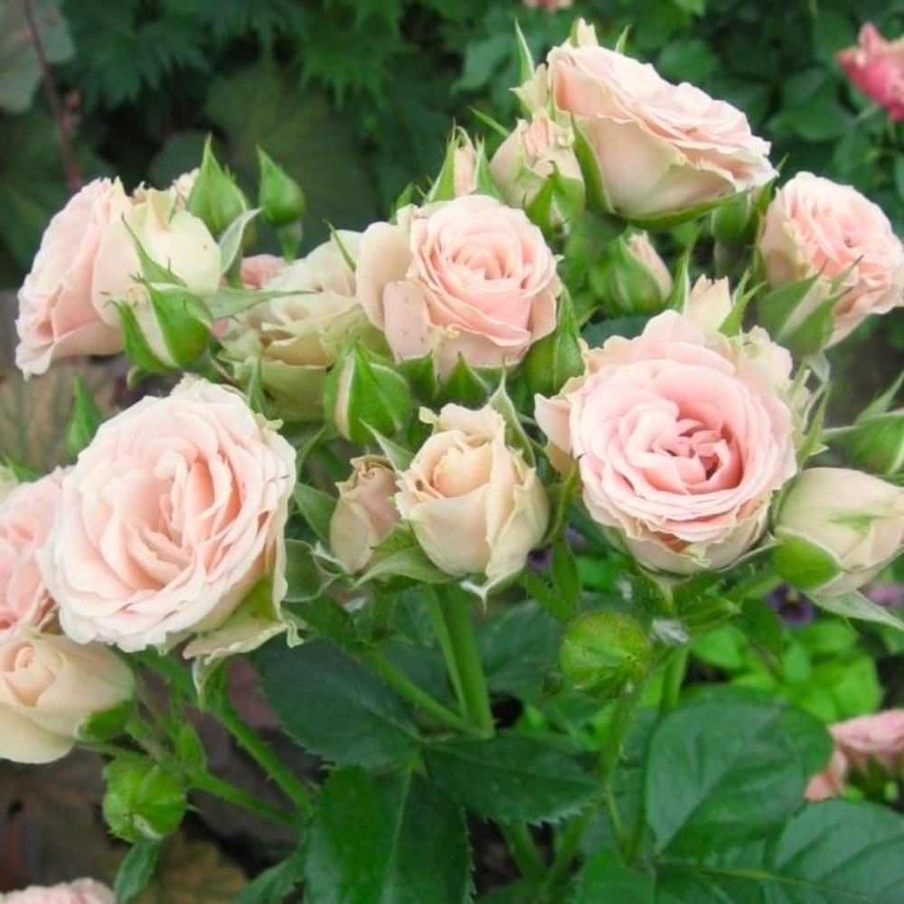 Роза Лидия спрей, саженец с ЗКС.