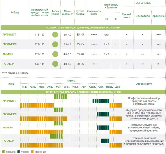 Арривист F1 семена капусты белокочанной (Seminis / Семинис) – фото 4