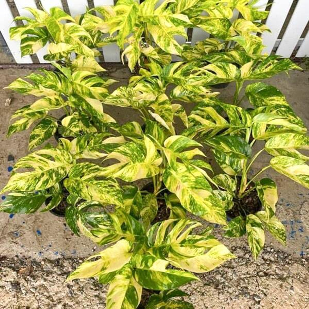 Эпипремнум GOLDEN FLAME big (B52)