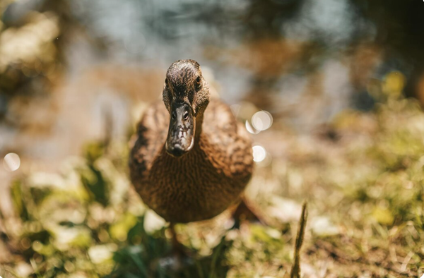 Утиная охота весной с чучелами: тактика и выбор приманок Утиная охота весной с чучелами: тактика и выбор приманок