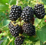 Ежевика "ЛОХ ТЕЙ"