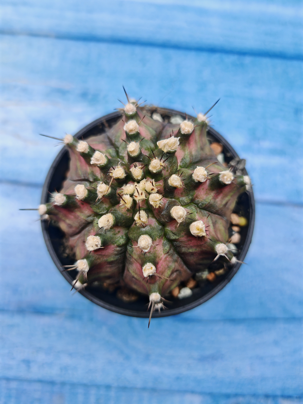 Gymnocalycium T-Rex Pink hybrid (Гимнокалициум)