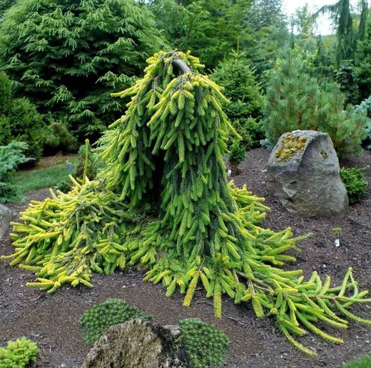 Ель обыкновенная Голд Дрифт С12 80-100 см Закупка М49 весна 2026