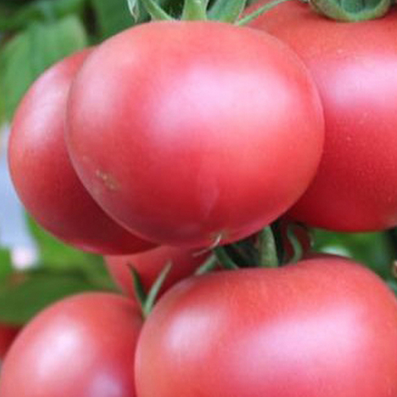 АМФИОН F1 семена томата Vilmorin семена – фото 4