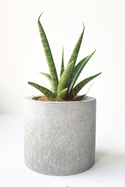 Сансевиерия Медуза