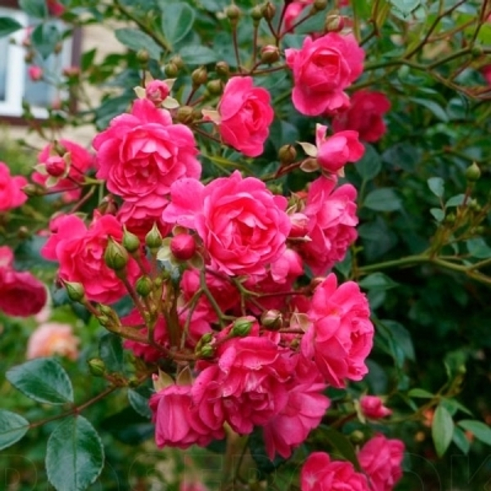 Роза почвопокровная Лавли Фейри С4