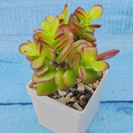 Crassula Minor Crosby's compact (Крассула)